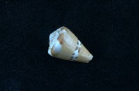 船長芋螺藏品圖，第1張